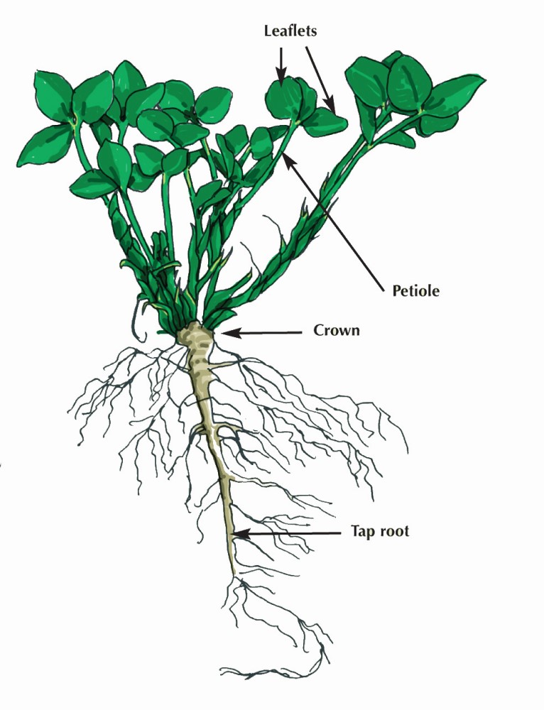 Diagram of red clover plant structure. Copyright AHDB. 